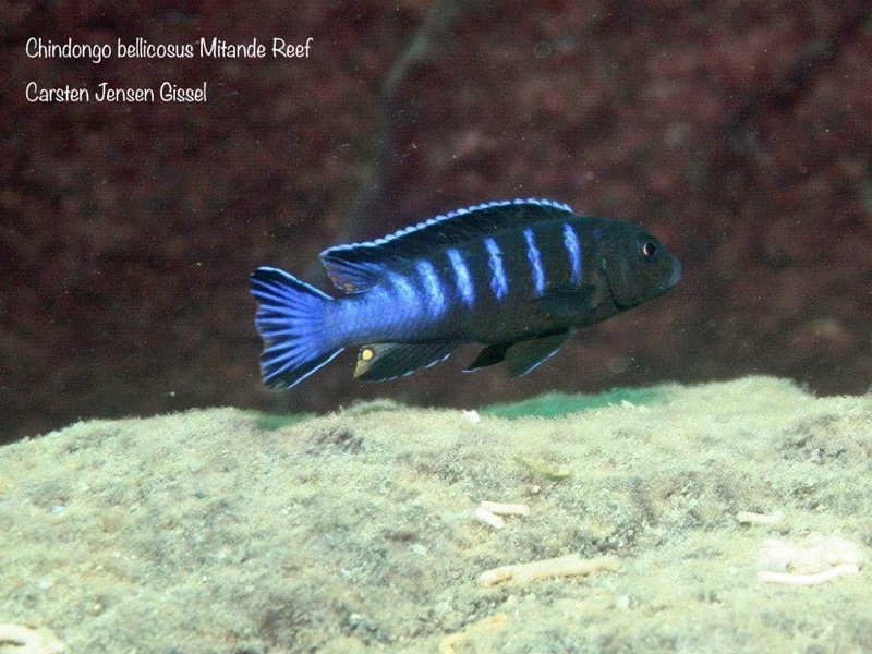 Chindongo bellicosus 'Mitande Reef (Rocks)'